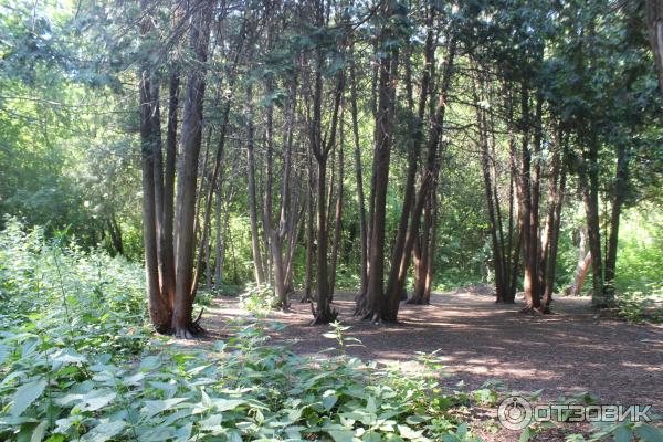 Ботанический сад (Россия, Самара) фото