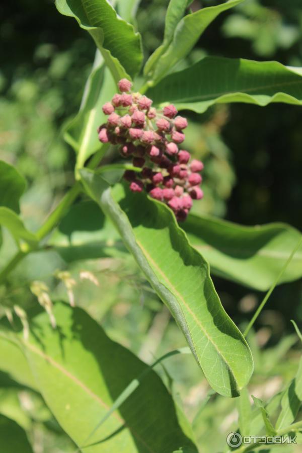 Ботанический сад (Россия, Самара) фото