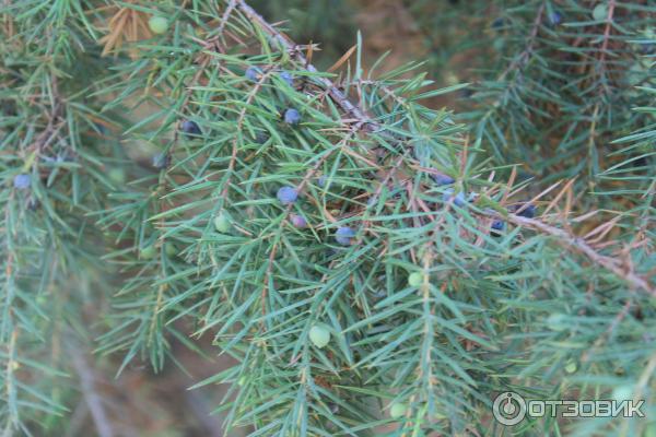 Ботанический сад (Россия, Самара) фото