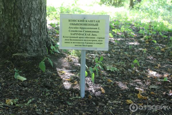 Ботанический сад (Россия, Самара) фото