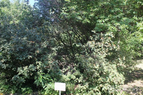 Ботанический сад (Россия, Самара) фото