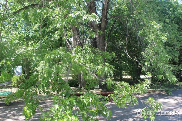 Ботанический сад (Россия, Самара) фото
