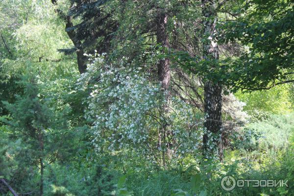 Ботанический сад (Россия, Самара) фото