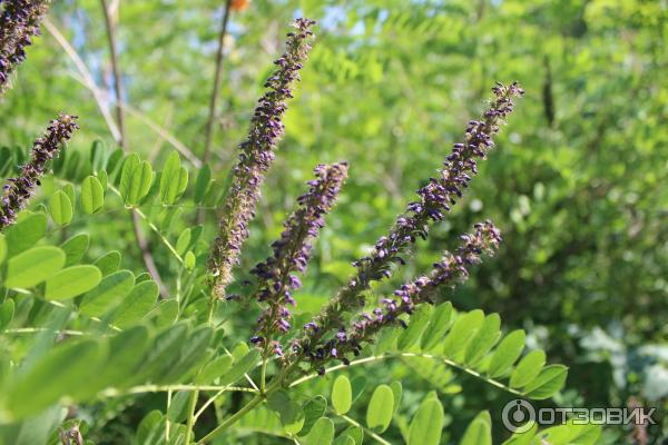 Ботанический сад (Россия, Самара) фото