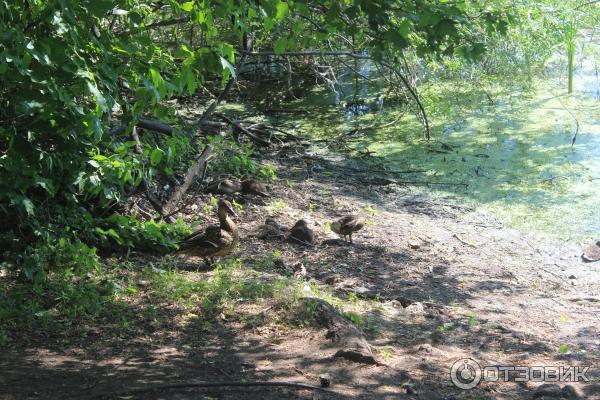 Ботанический сад (Россия, Самара) фото