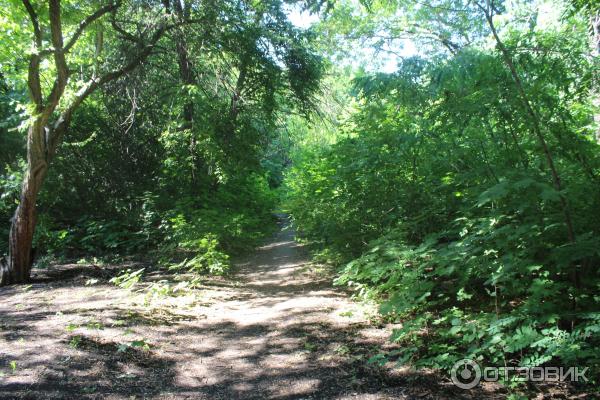 Ботанический сад (Россия, Самара) фото