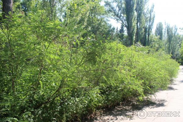 Ботанический сад (Россия, Самара) фото