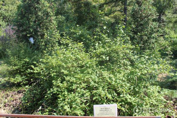 Ботанический сад (Россия, Самара) фото