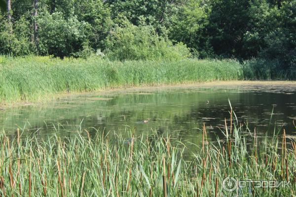 Ботанический сад (Россия, Самара) фото