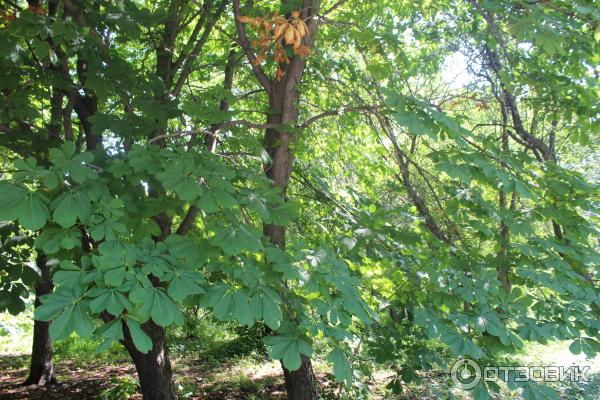 Ботанический сад (Россия, Самара) фото