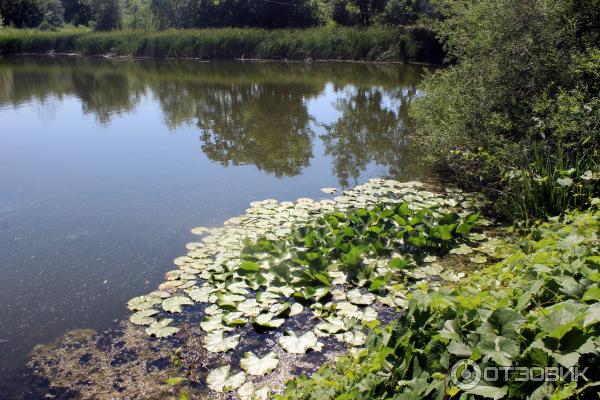 Ботанический сад (Россия, Самара) фото
