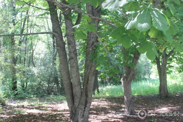 Ботанический сад (Россия, Самара) фото