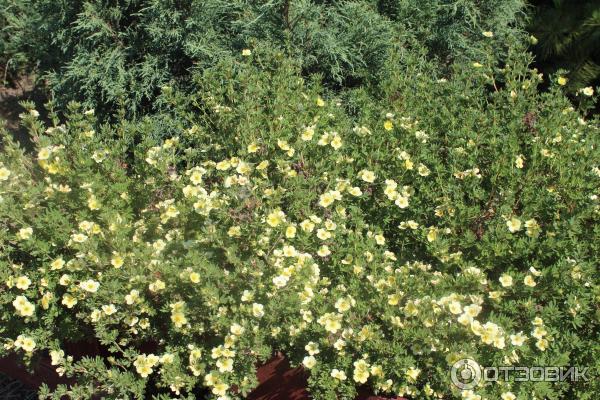 Ботанический сад (Россия, Самара) фото