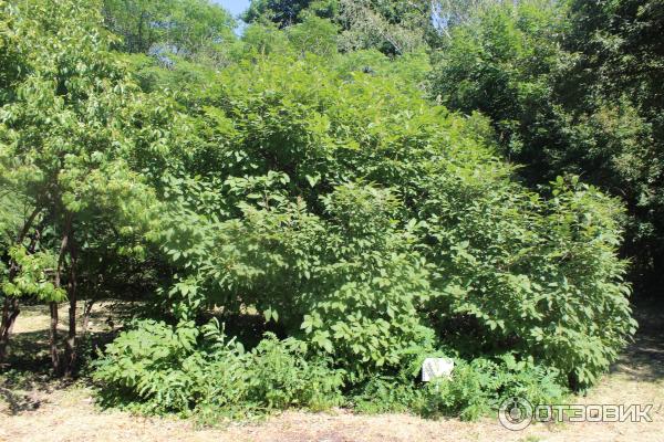 Ботанический сад (Россия, Самара) фото