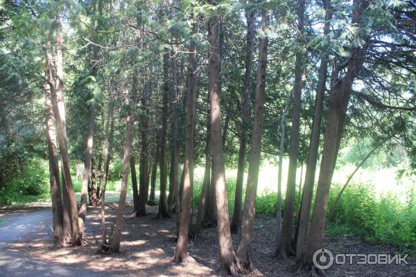 Ботанический сад (Россия, Самара) фото