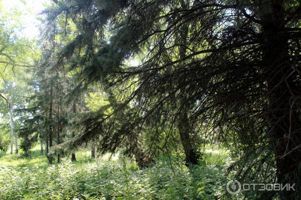 Ботанический сад (Россия, Самара) фото