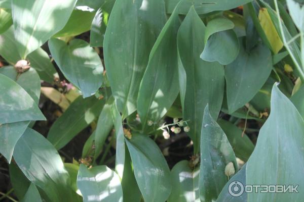 Ботанический сад (Россия, Самара) фото