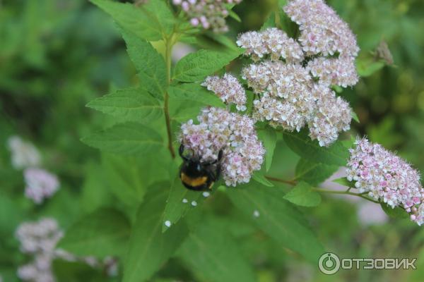 Ботанический сад (Россия, Самара) фото