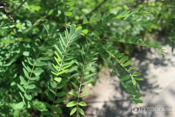 Ботанический сад (Россия, Самара) фото