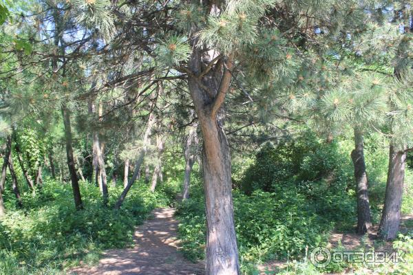 Ботанический сад (Россия, Самара) фото