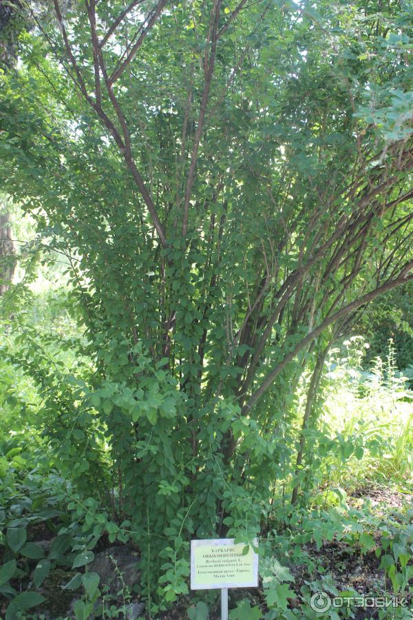 Ботанический сад (Россия, Самара) фото