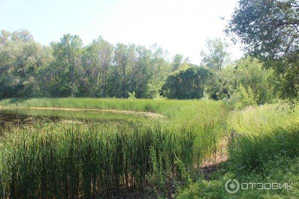 Ботанический сад (Россия, Самара) фото