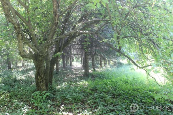 Ботанический сад (Россия, Самара) фото