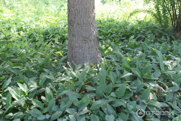 Ботанический сад (Россия, Самара) фото