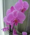 NataSh1234