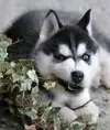 Аlenushka