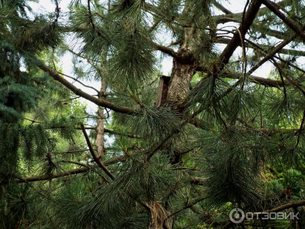 Ботанический сад Толоконникова (Россия, Новочеркасск) фото