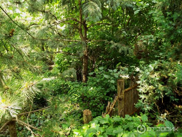 Ботанический сад Толоконникова (Россия, Новочеркасск) фото