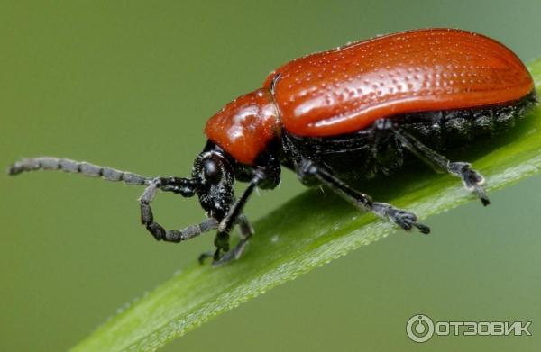 Цифровой фотоаппарат Panasonic Lumix DMC-FZ8