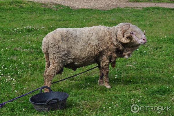 этнопарк Кочевник