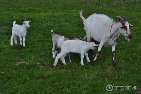 этнопарк Кочевник