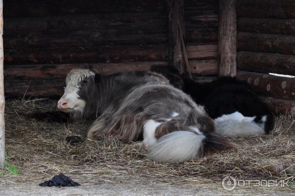 этнопарк Кочевник