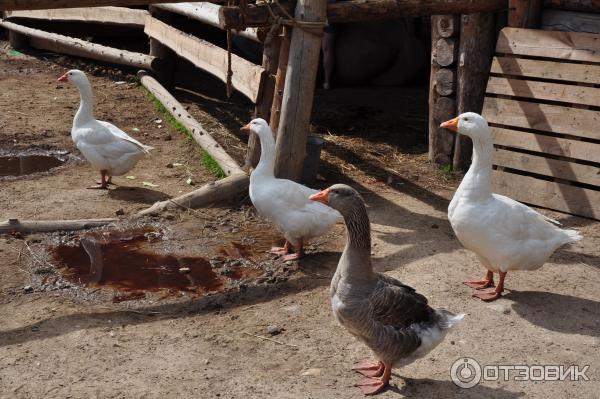 этнопарк Кочевник