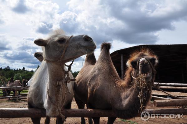 этнопарк Кочевник