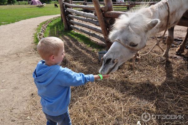 этнопарк Кочевник