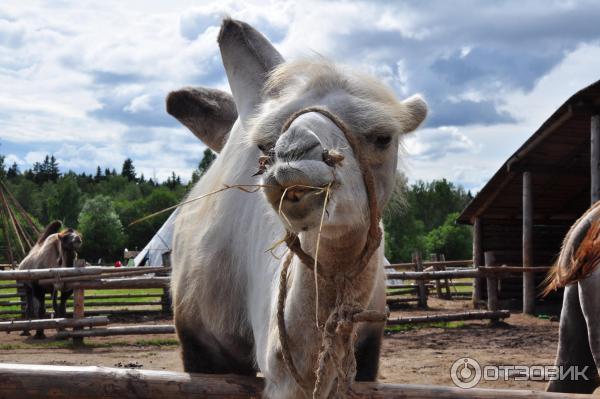 этнопарк Кочевник