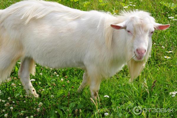 этнопарк Кочевник