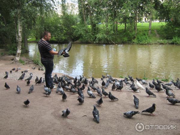 Голуби кушают с ладошки