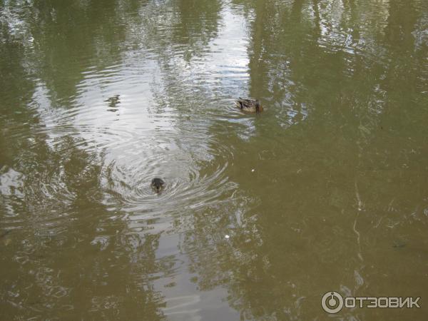 Утки и утята на водоёме