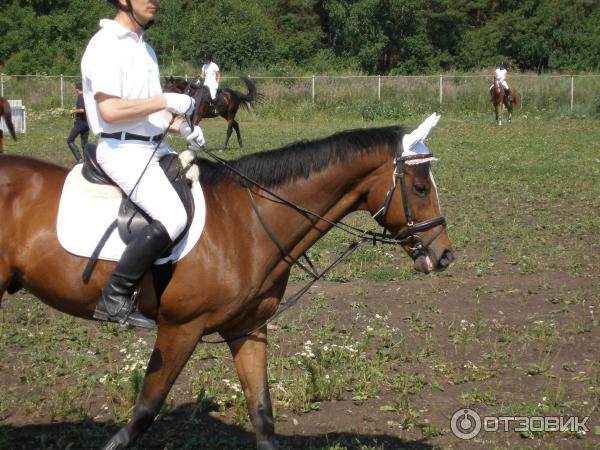 Конно-спортивный клуб Белая лошадь (Россия, Свердловская область) фото