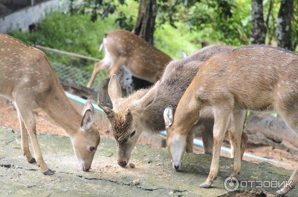 Пятнистые олени в Paradise Park Farm, Самуи