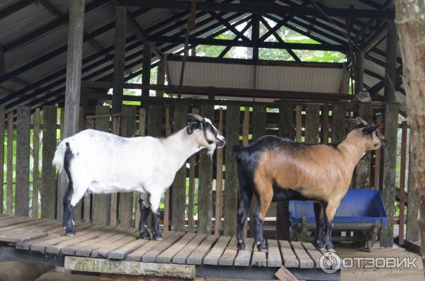 Горные копытные в Paradise Park Farm, Самуи