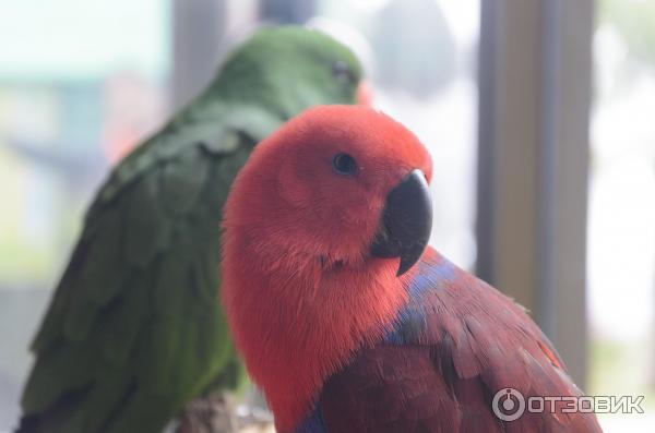 Большой попугай в Paradise Park Farm, Самуи