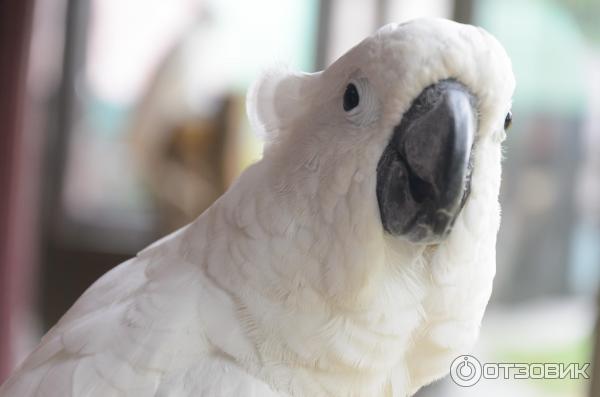 Большой попугай в Paradise Park Farm, Самуи