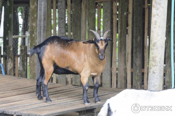 Горные копытные в Paradise Park Farm, Самуи