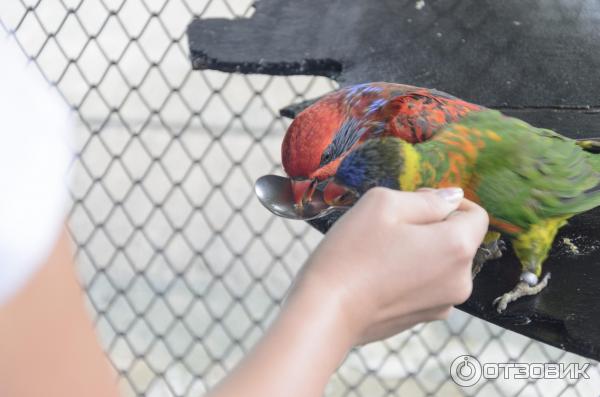 Попугаи пьют с ложки в Paradise Park Farm, Самуи